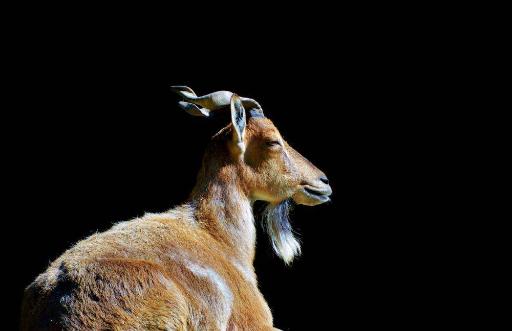 Markhor (pixabay.com/Ralph)
