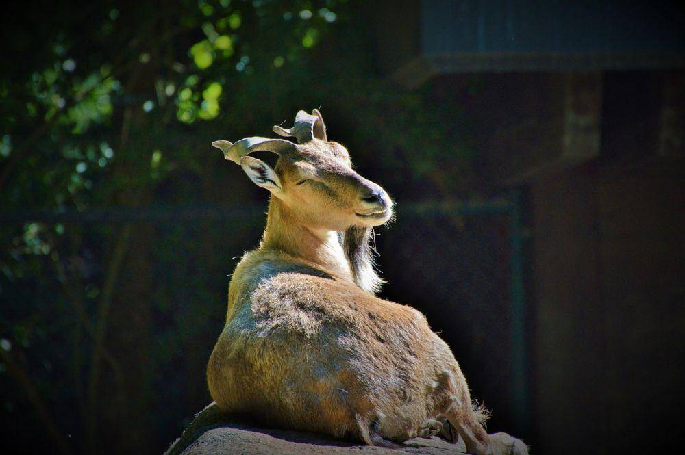 Markhor (pixabay.com/Ralph)