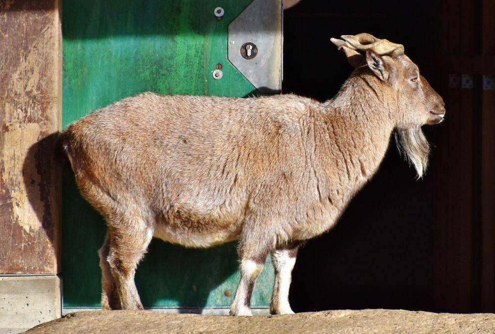 Markhor (pixabay.com/Ralph)