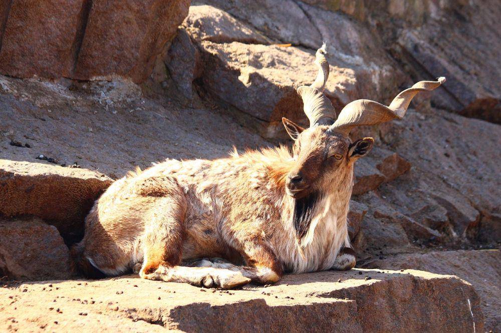 Markhor (pixabay.com/Светлана)