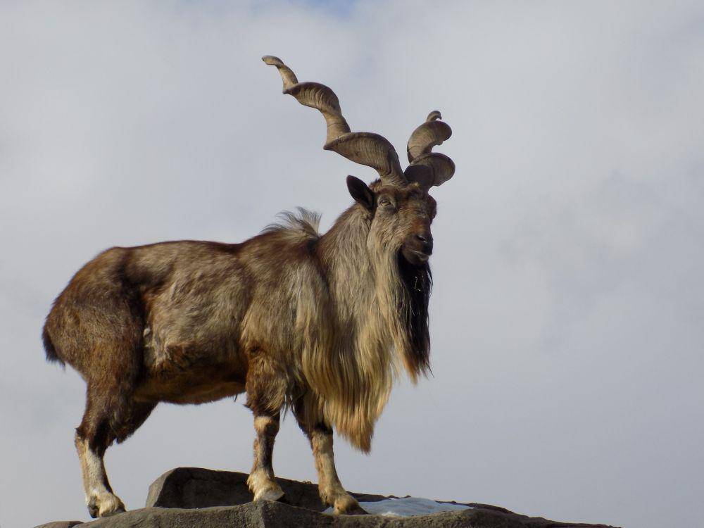 Markhor (unsplash.com/Nik Sokolov)