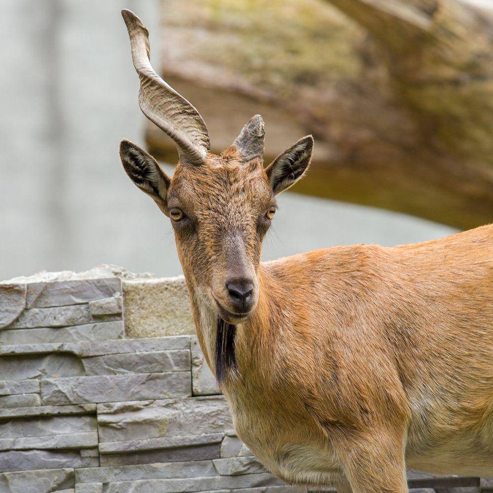 Markhor (pexels.com/ALENA MARUK)
