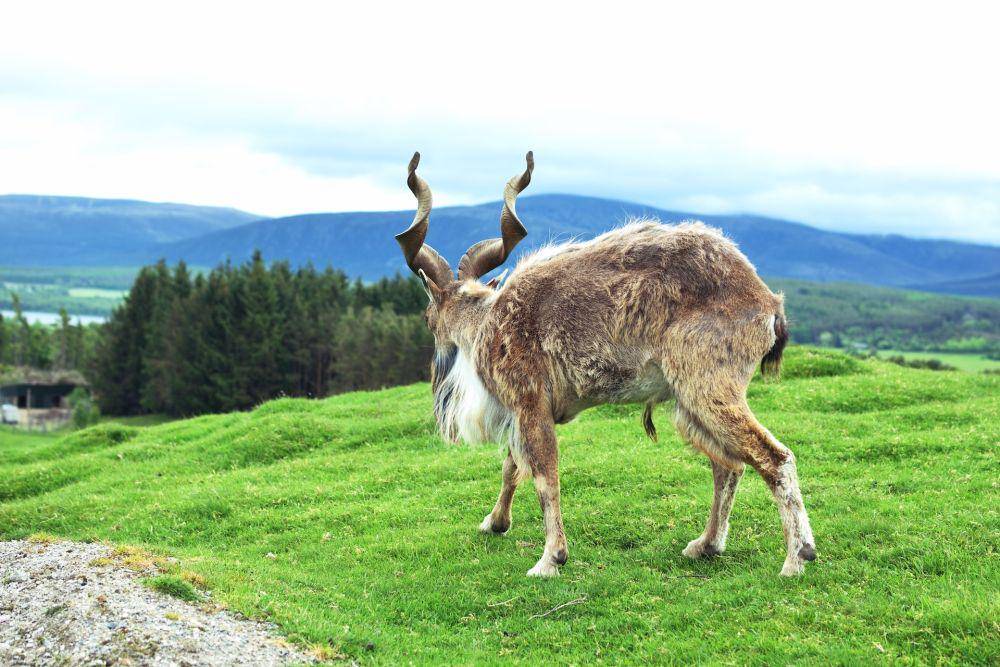 Markhor (unsplash.com/Simon Wiedensohler)