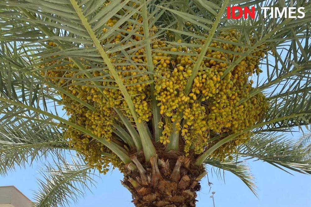 [FOTO] Ranumnya Buah Kurma Sambut 2 Juta Jemaah Haji dari 160 Negara