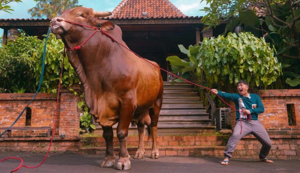 7 Potret Wariso, Sapi Jumbo Irfan Hakim yang Siap Jadi Hewan Kurban