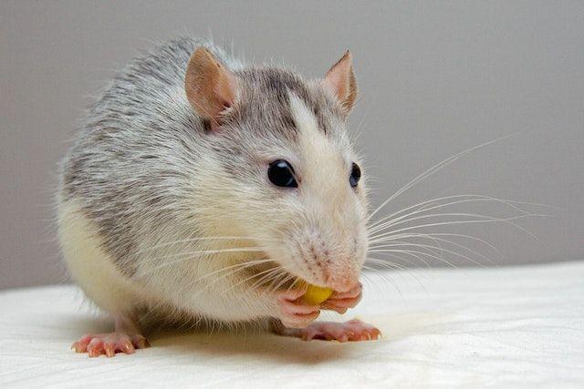 Cara Membuat Racun Tikus dari Umbi Gadung, Mudah dan Aman!