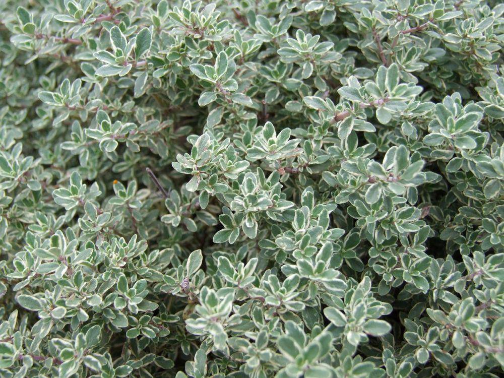 ilustrasi tanaman thyme (pixabay.com/deluna)