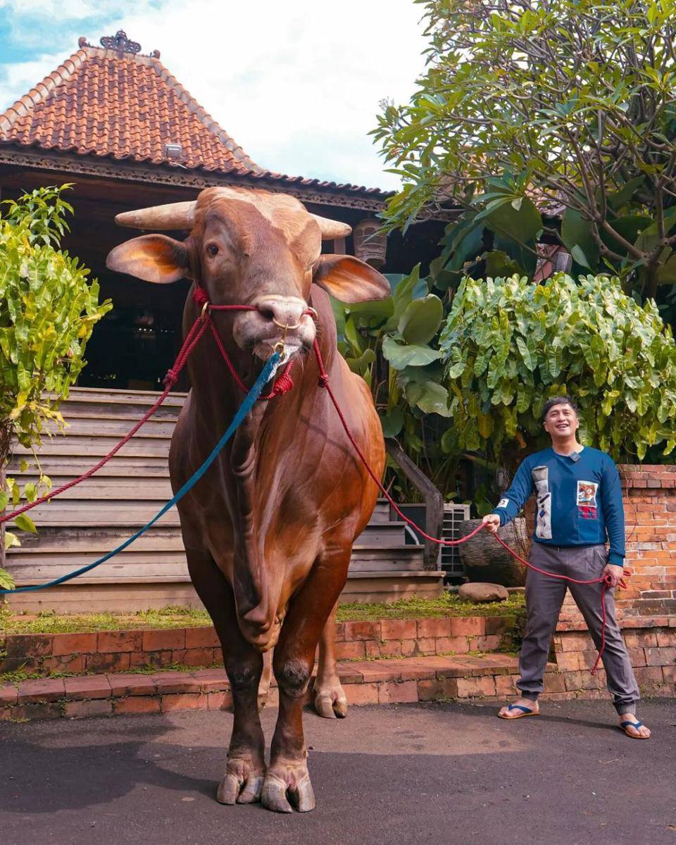 potret Irfan Hakim dan sapi kurban miliknya (instagram.com/irfanhakim75)