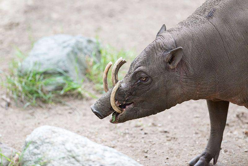 penampilan gigi unik dari babirusa (commons.wikimedia.org/Eric Kilby)