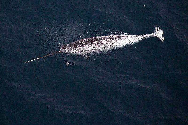 seekor narwhal jantan dengan 'tanduk' panjangnya (commons.wikimedia.org/пресс-служба ПАО "Газпром нефть")
