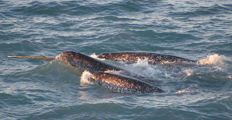 Kelompok narwhal yang dipimpin oleh pejantan yang punya tanduk 'unicorn'. (commons.wikimedia.org/Dr. Kristin Laidre)