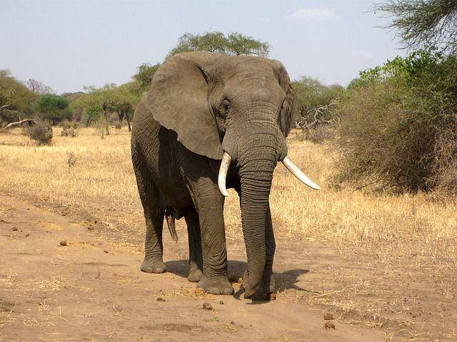 gajah jantan dengan gading besar (pixabay.com/ajoheyho)