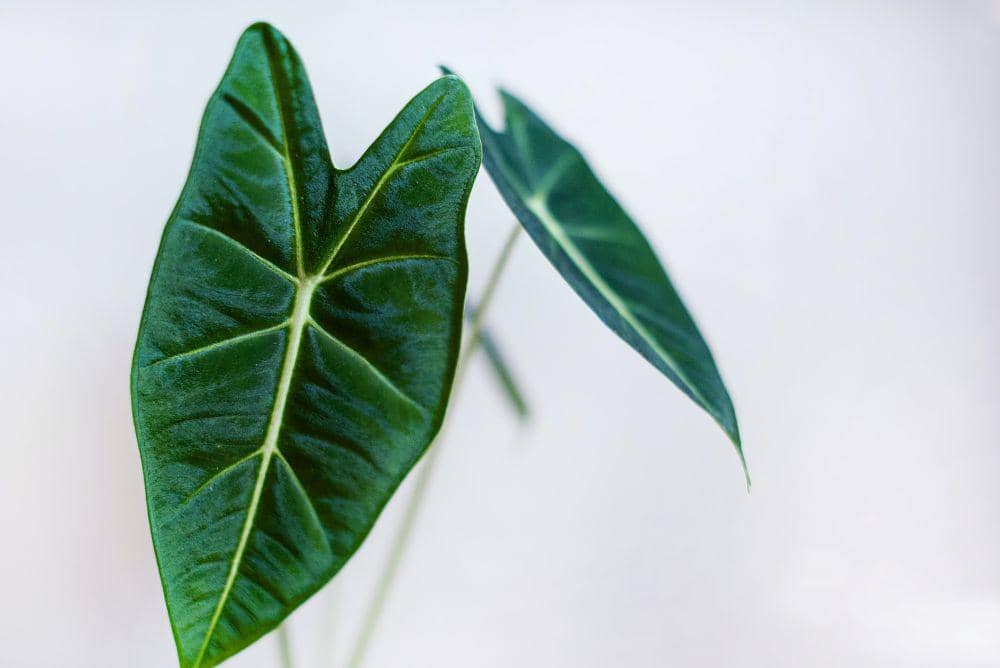 ilustrasi tanaman alocasia (unsplash.com/Jennifer Burk)