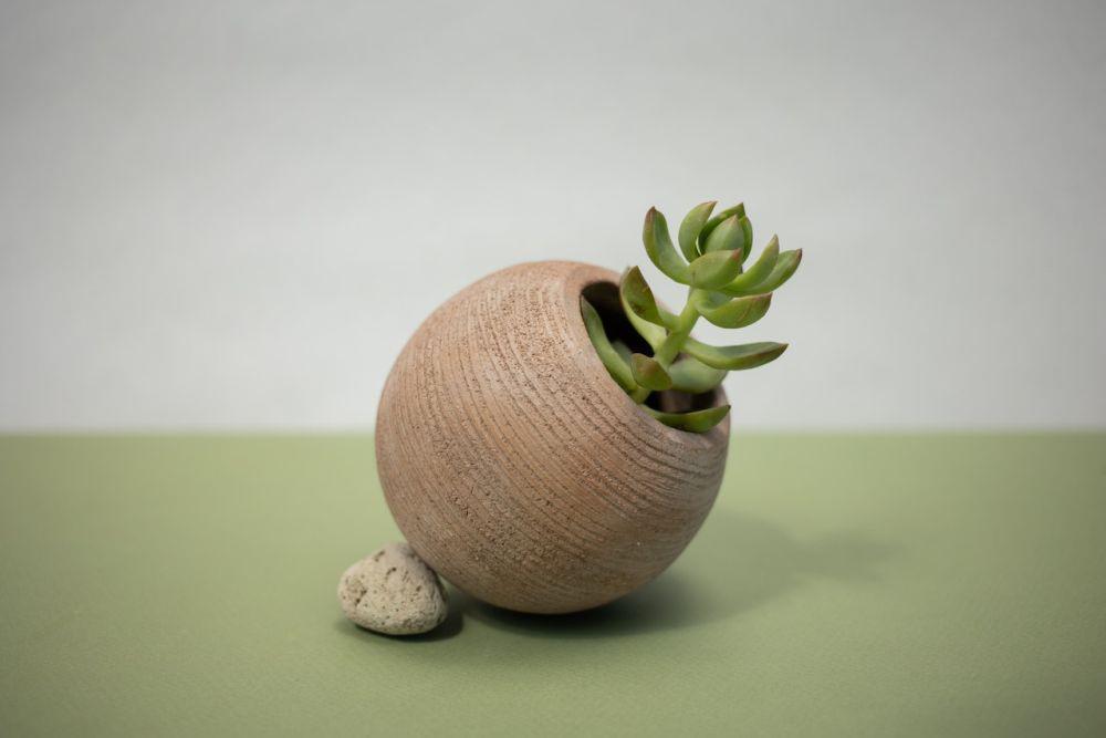 4 Cara Merawat Jade Plant agar Tumbuh Subur, Wajib Coba!