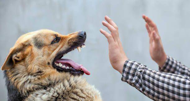 Ilustrasi Hewan Terkena Virus Rabies (unsplash.com/dimid_86a)