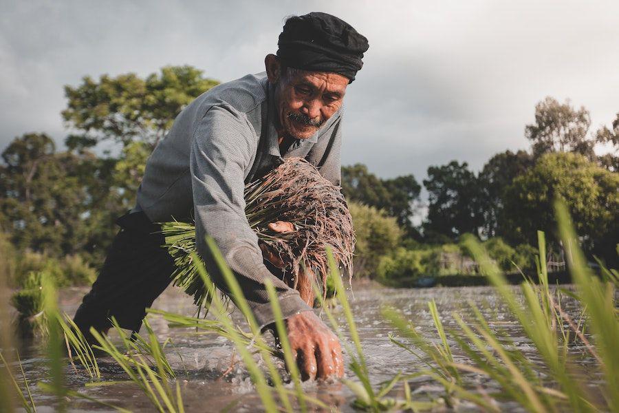 3 Sumber Daya Alam yang Dapat Diperbaharui untuk Kehidupan