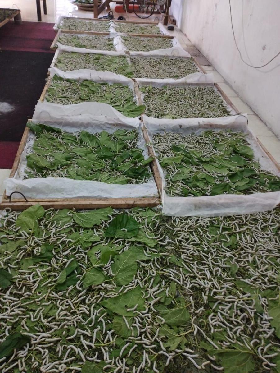 Wajo Kembali Produksi Kokon Sutra usai Vakum 20 Tahun