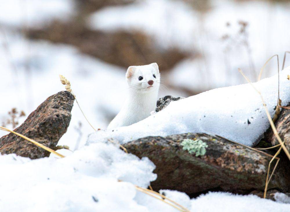 Ermine (flickr.com/yellowstonenps)