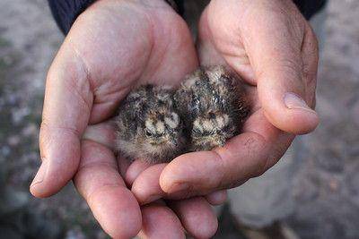 ilustrasi anak burung cabak (flickr.com/Mike Price)