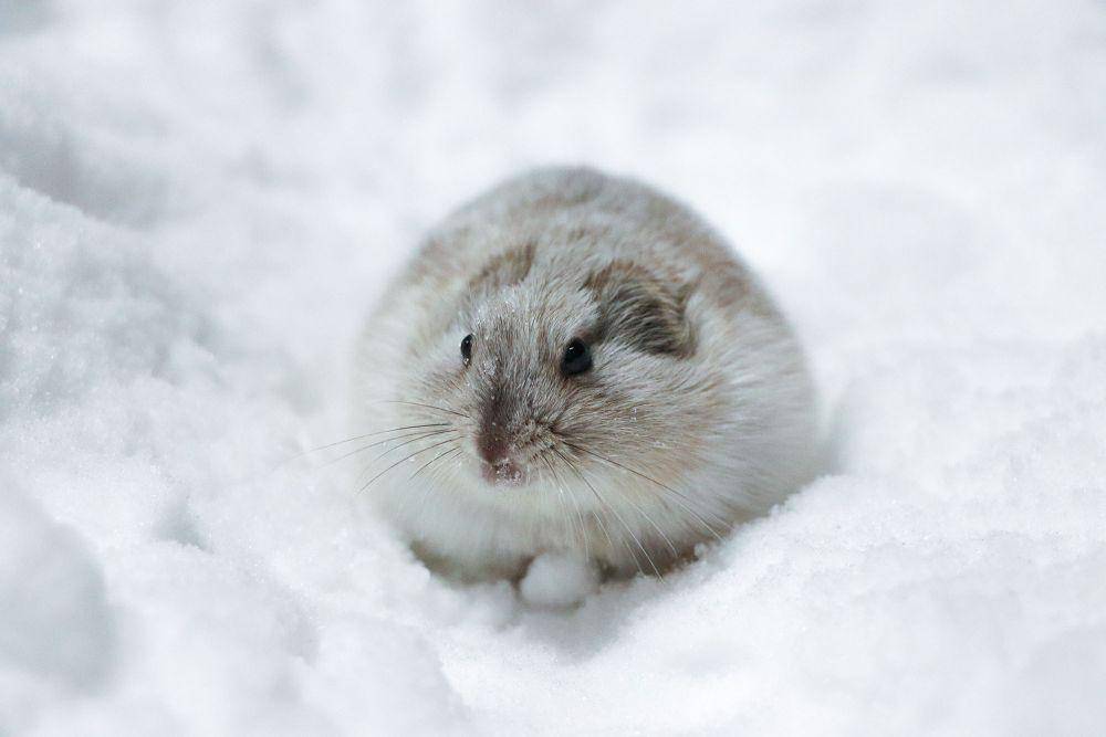 Lemming arktik (twitter.com/POLARCanada)