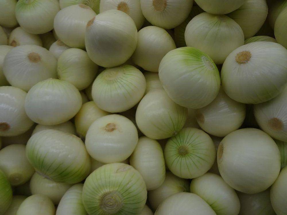 ilustrasi white onion (commons.wikimedia.org/David Adam Kess)