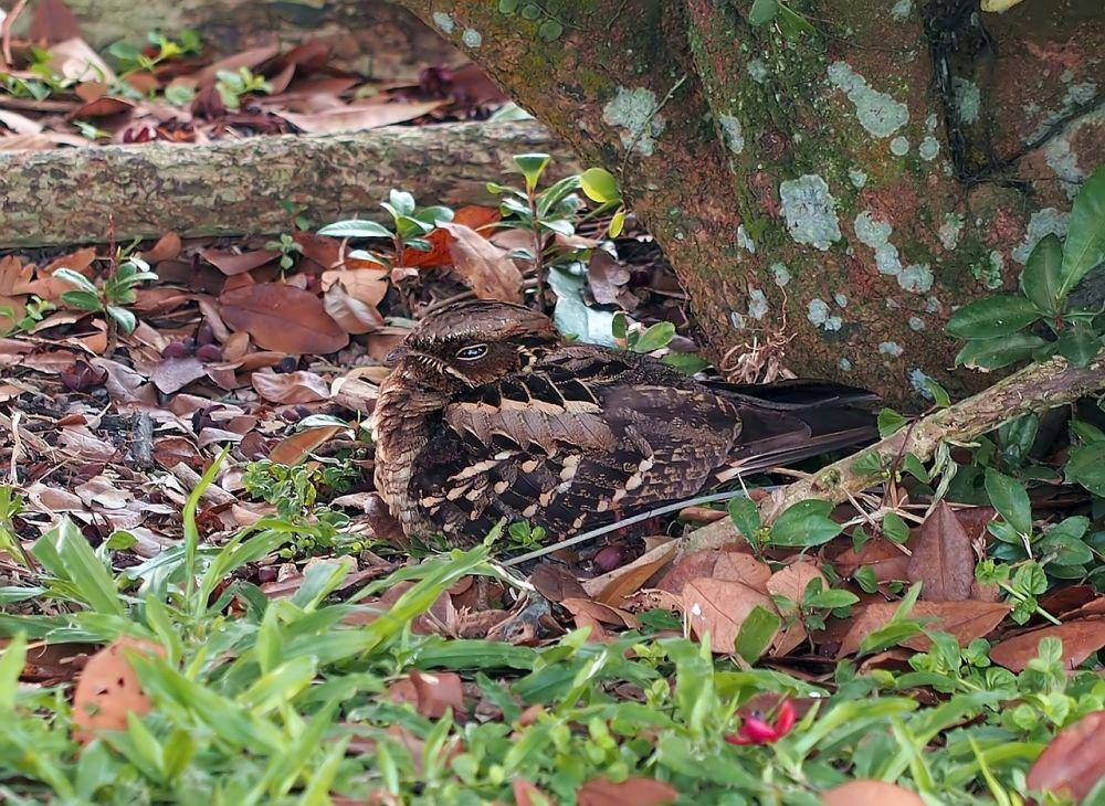 burung cabak ekor panjang atau long-tailed nightjar (pixabay.com/vinsky2002)