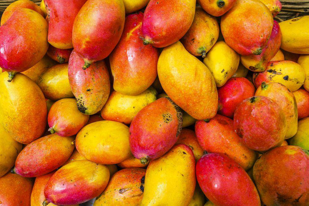 ilustrasi mangga (unsplash.com/@alschim)