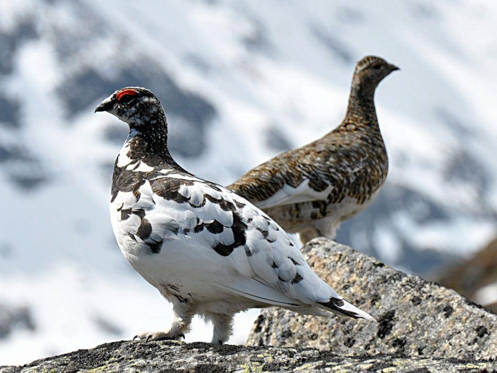 Ptarmigan batu (Lagopus muta) (commons.wikimedia.org/Jan Frode Haugseth)