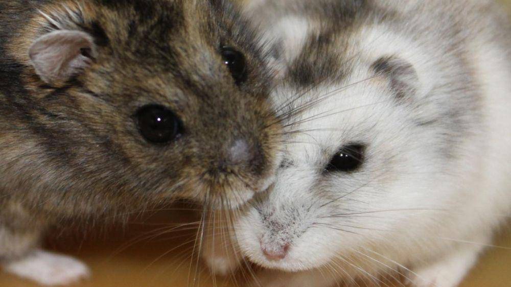 Hamster siberian hasil penelitian kondisi penyinaran musim panas (kiri) dan musim dingin (kanan) (news.uchicago.edu/Matt Wood)
