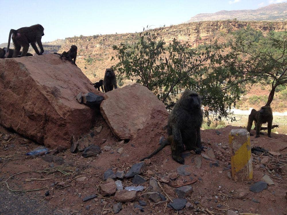 ilustrasi baboon zaitun (commons.wikimedia.org/Getachew belete)