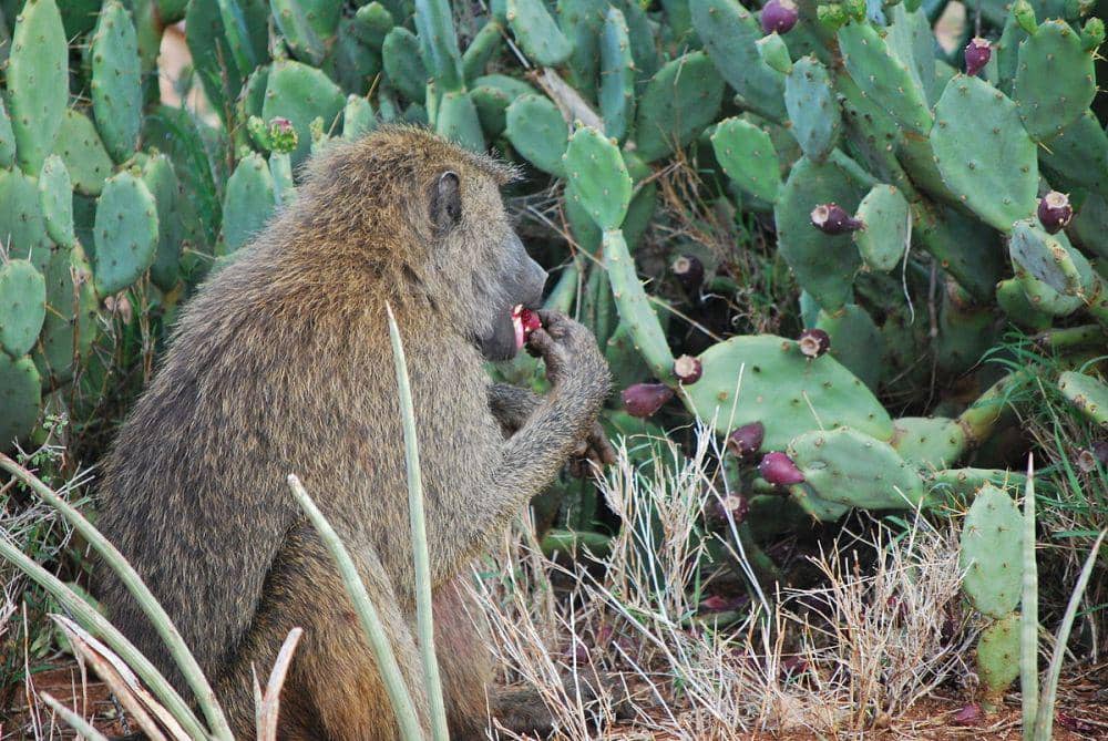 ilustrasi baboon zaitun (commons.wikimedia.org/Amanda Lea)