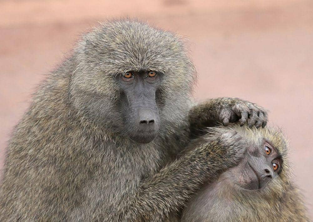 ilustrasi baboon zaitun (commons.wikimedia.org/Muhammad Mahdi Karim)