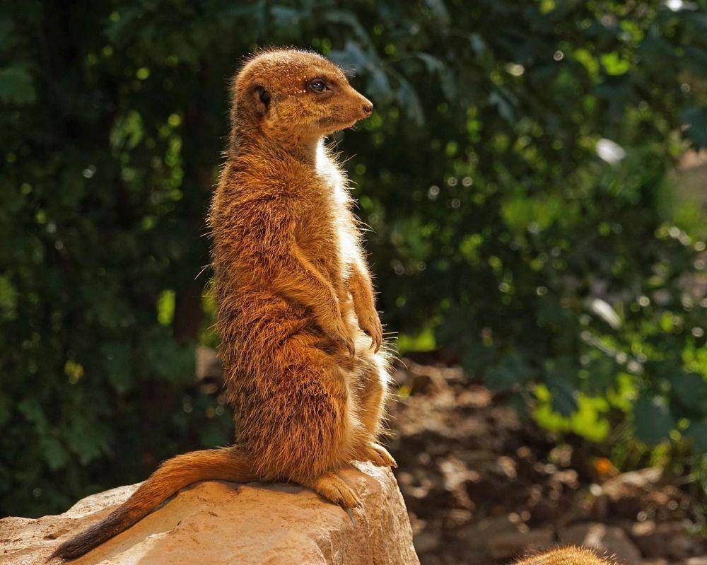 Meerkat, salah satu jenis garangan (pixabay.com/Bernd Hildebrandt)
