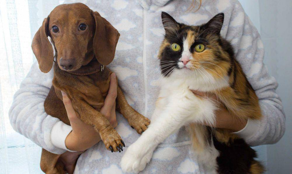 ilustrasi anjing dan kucing (pexels.com/Nadia Vasil'eva)