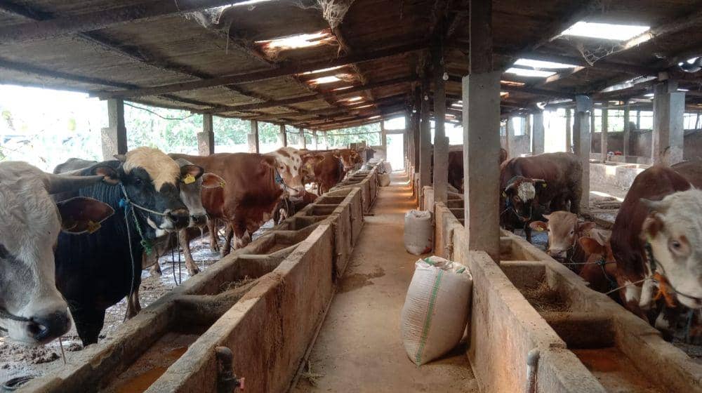 Peternakan sapi H Juri di Desa Wonokromo, Kecamatan Tikung, Kabupaten Lamongan IDN Times/Imron