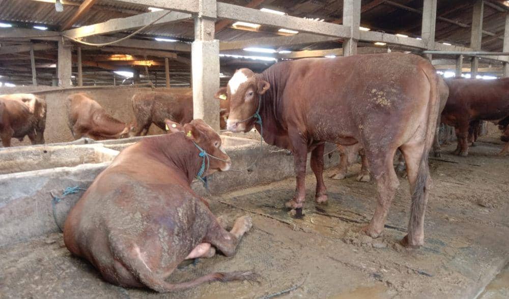 Peternakan sapi H Juri di Desa Wonokromo, Kecamatan Tikung, Kabupaten Lamongan IDN Times/Imron
