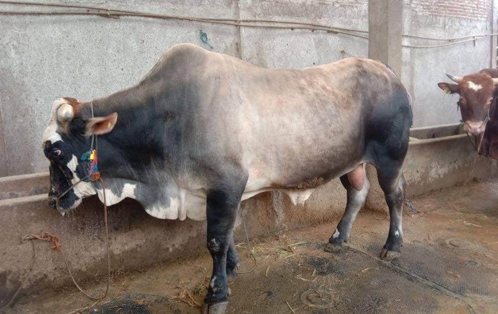 Peternakan sapi H Juri di Desa Wonokromo, Kecamatan Tikung, Kabupaten Lamongan IDN Times/Imron
