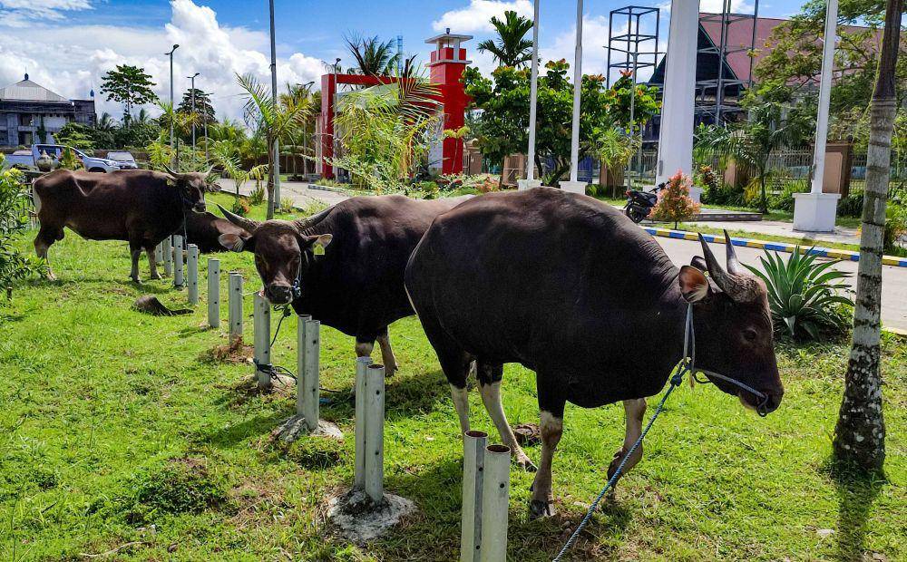 Beberapa ekor sapi kurban yang disiapkan Pemda Mimika untuk hari raya Idul Adha 1444 H. (IDN Times/Endy Langobelen)
