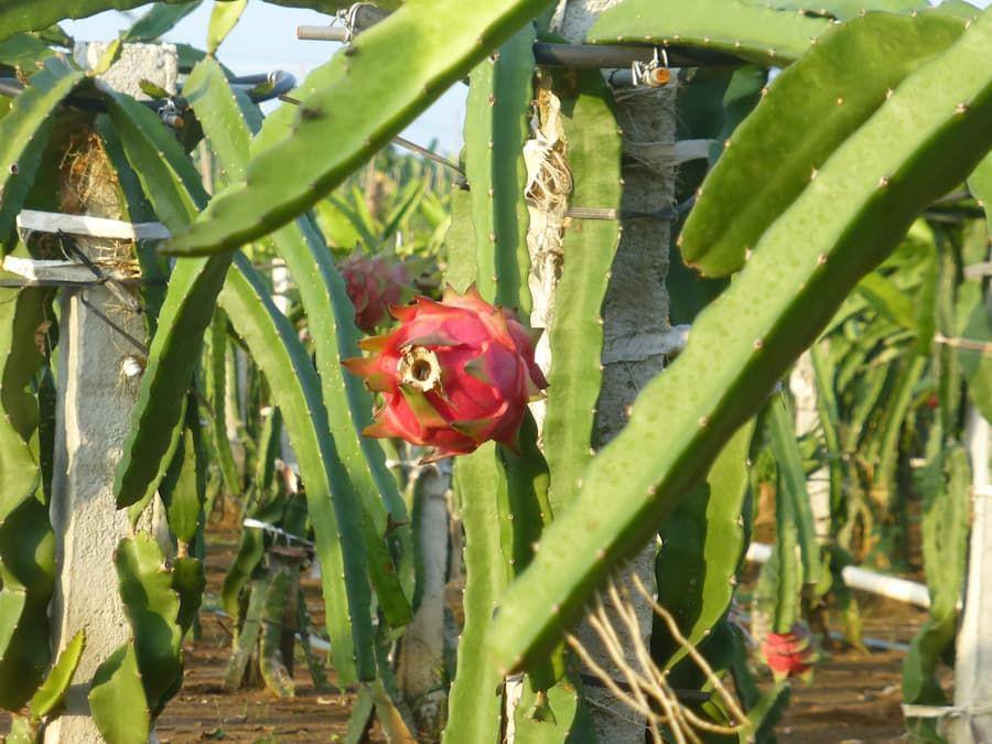 3 Cara Menanam Buah Naga di Pot agar Cepat Berbuah dan Subur