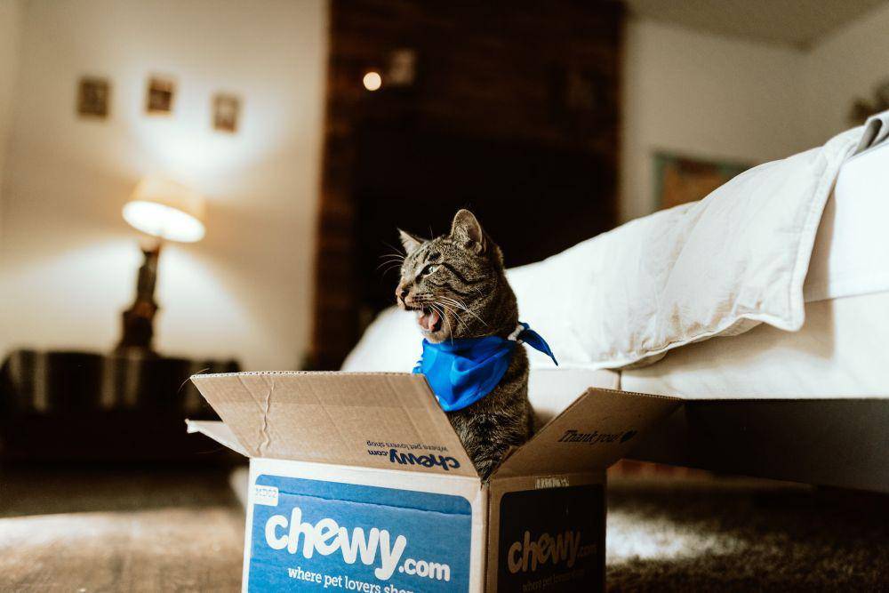 unsplash.com/Chewy