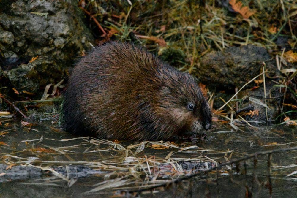 Muskrat (unsplash.com/Dallas Penner)