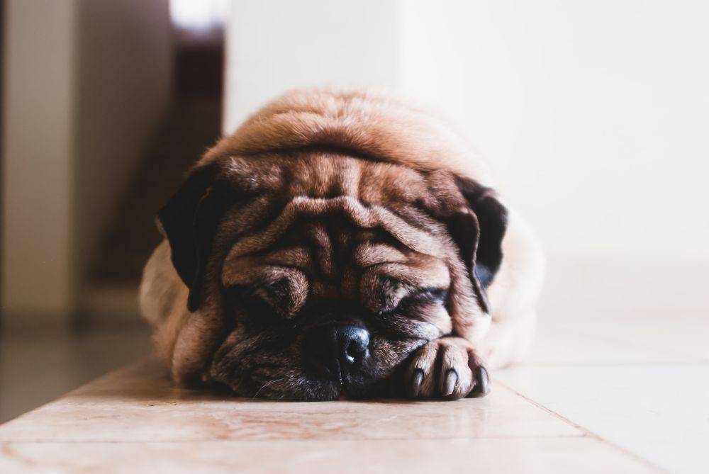 ilustrasi anjing sensitif (unsplash.com/Jorge Zapata)