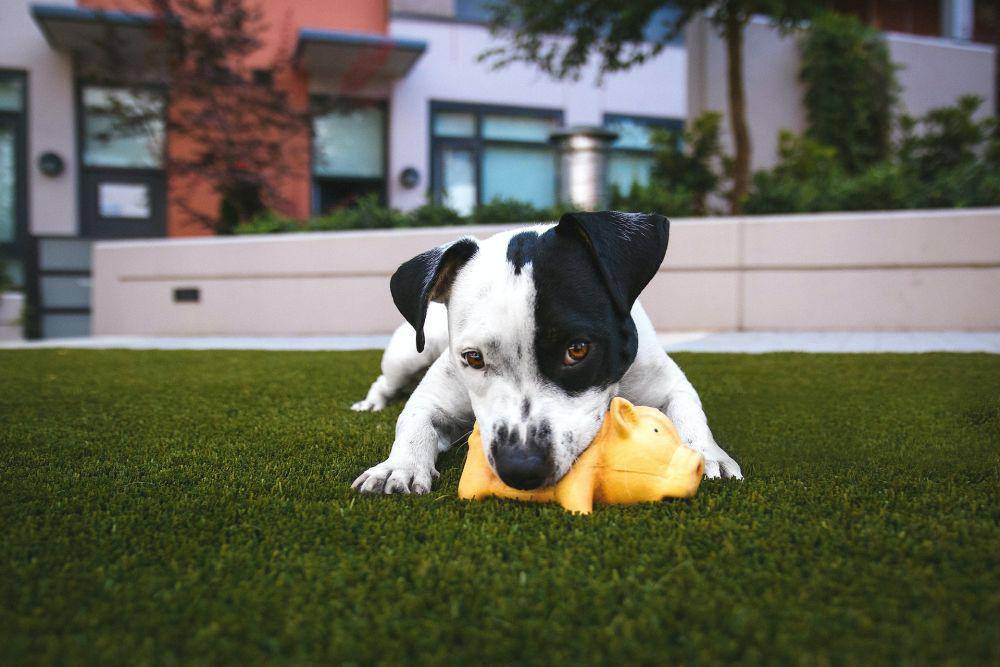 ilustrasi anjing (unsplash.com/Justin Veenema)