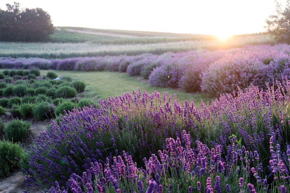 5 Fakta Lavender, Ternyata Banyak Manfaat dan Aroma Menenangkan