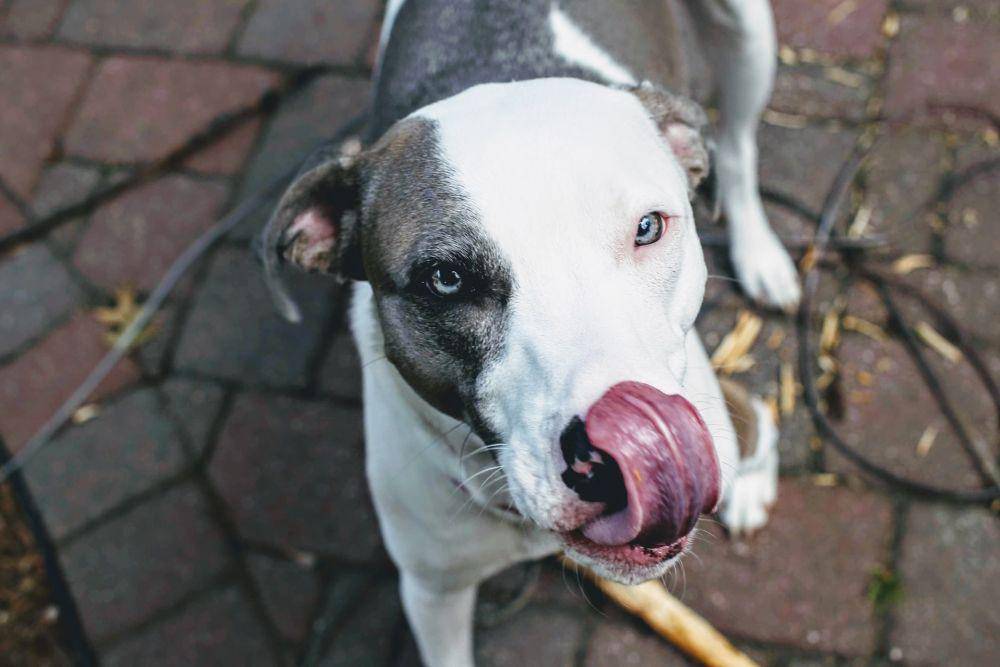ilustrasi anjing menjilat (unsplash.com/Meg Jenson)