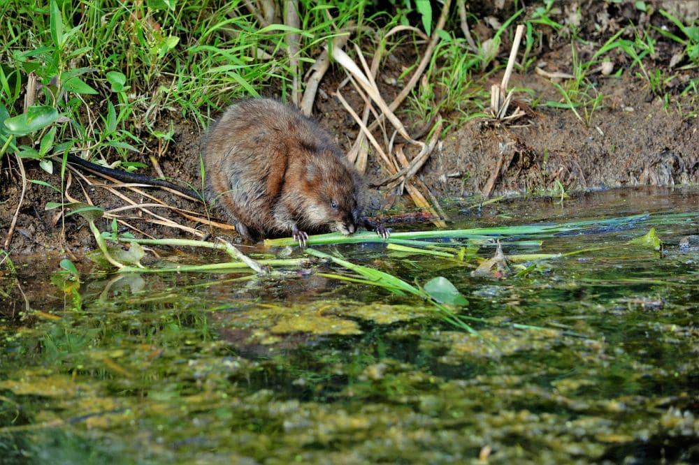 Muskrat (pixabay.com/Scott)