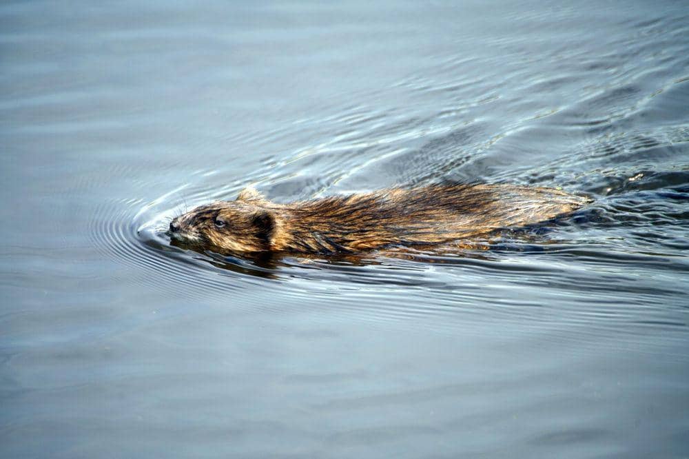 Muskrat (pixabay.com/gayleenfroese2)