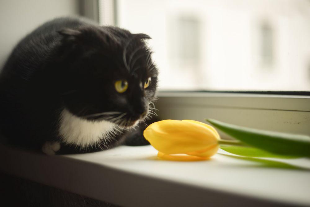 10 Aroma Ini Dibenci Kucing, Bisa Bikin Mereka Menjauh!