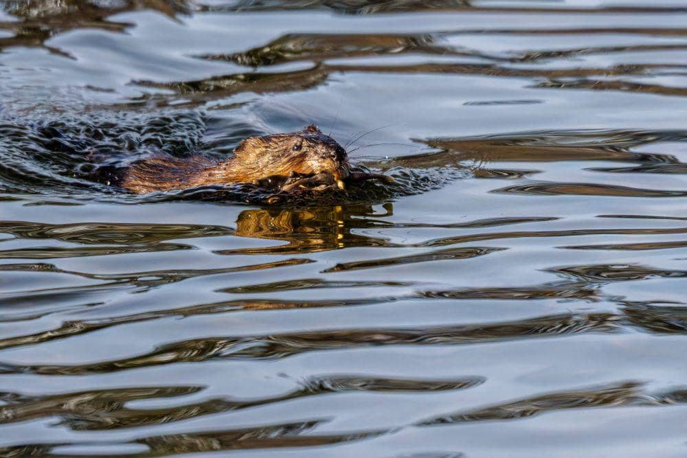 Muskrat (pexels.com/Aaron J Hill)