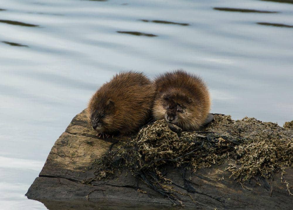 Muskrat (pexels.com/Alice Aksenova)